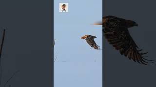 Epic Bird Migration in Southeast Kansas!