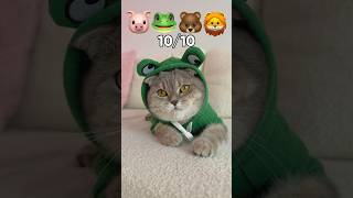 Help me rate the new outfits for my kitty 🐷🐸🐻🦁😍