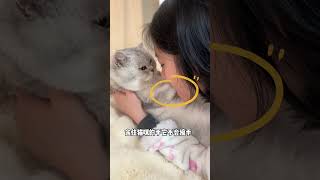 【糕糕】快看看你家猫咪能过第几关？#猫咪信任度测试 #我和我的猫 #银渐层 #猫咪测试 #萌宠 #cat #萌宠 #猫 #shorts