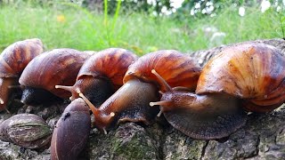 Hunting Snails! Berburu Keong Bekicot Yang Lucu [Keong Bekicot Siput \u0026 Kelomang]