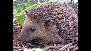 Hedgehog Care 101: The Ultimate Guide!