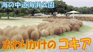 海の中道海浜公園 終わりかけのコキア