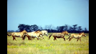 Скарбниця мандрів   Біосферний заповідник Асканія