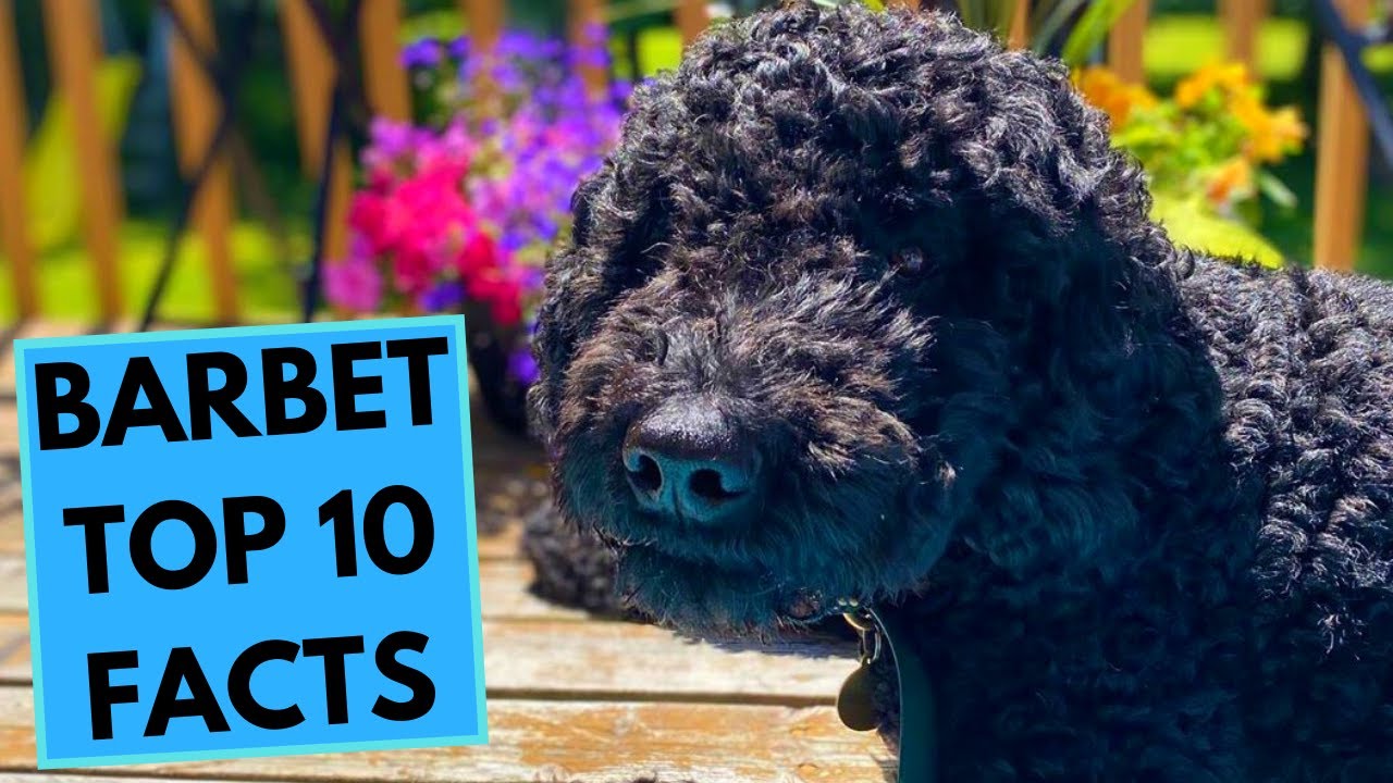 Barbet Top 10 Interesting Facts Youtube