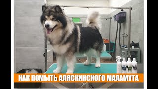 КАК ПОМЫТЬ АЛЯСКИНСКОГО МАЛАМУТА / Groomtime for Alaskan Malamute