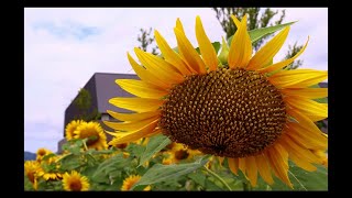 上越戸野目🌻謙信公武道館