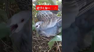 注意！巣籠もり中の鳩に近づくと怒りの攻撃が！？衝撃の瞬間を見逃すな！ #shorts #動物 #お母さん #母強し #抱卵