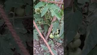 മുളക് #എന്റെ കൃഷി #assam#തക്കാളി #tomato #shortsyoutubevideos