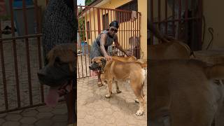 66 years old woman and her Boerboels#boerboel #dog #shorts