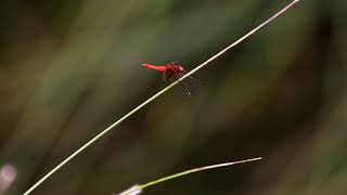 ハッチョウトンボ