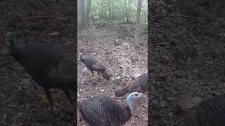 UGLY turkey FACES! #shorts #wildlife #turkey