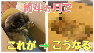 【ペキニーズ】子犬の成長の速さにビックリ！