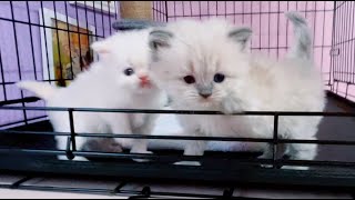 Every kitten on my website |  June 11, 2024