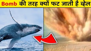 99% लोग 🤯 नही जानते व्हेल 🐋 के इस तरह फटने का 😱 कारण || Blue Whale #shorts