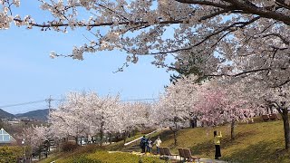 【信州の桜】城山公園の桜 ふれあい広場【長野県長野市】