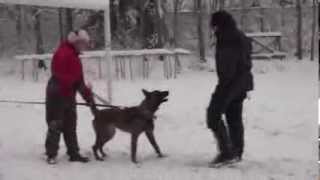 Real dog, first test and bitework - 8mo, Vyatkins' Kombat