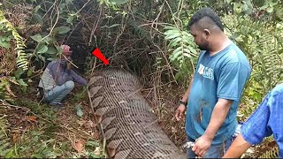 Ular Terpanjang di Dunia Pernah ditemukan di kalimantan!! Panjangnya 33 Meter, Anaconda Amazon Lewat