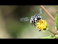 up close with a cuckoo bee