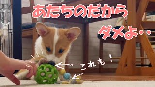 【コーギー子犬】初めて持ってこいが出来ました！遊びたいものがいっぱい欲張っちゃう可愛い姿がこちらです