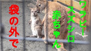 2021.4.14 Red-Necked Wallaby　ベネットアカクビワラビー　スズシロ と 赤ちゃん　　袋の外に出ていました