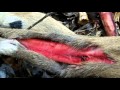 Whitetail Deer Sinew leg Tendon And Backstrap Sinew How To Find