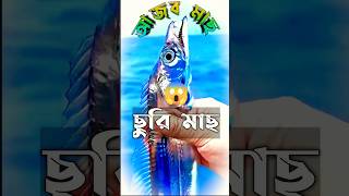 জ্যান্ত ছুরি মাছ 😱  #shorts #youtubeshorts #viral #reels #shortsfeed