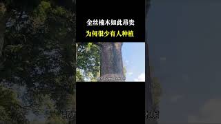 金丝楠木如此昂贵，为何没人种植