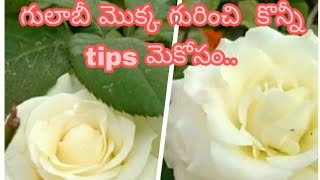 ||Tips to grow  Rose plants ||హైబ్రిడ్ గులాబీ గురించి కొన్ని చిట్కాలు #Shortvideos