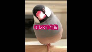 桜文鳥の雛がおむすびになる時