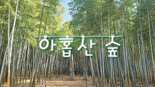 4K 국내 최대 대나무 숲🌳 부산 기장 아홉산 숲 아름다운 숲이 선사하는 힐링의 시간 Healing space the 9 mountain forest BUSAN KOREA 🇰🇷