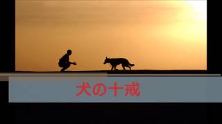 【泣ける動画】犬の十戒 〜ペット達からの心の叫び