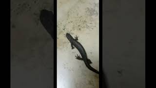 basement salamander/ підвальні саламандра, #саламандра #підвальна саламандра #salamander