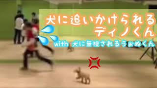 犬に追いかけられるディノ。犬に無視されるウォヌ。犬と仲良しキムミンギュ