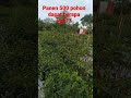 500 pohon cabe rawit siap panen