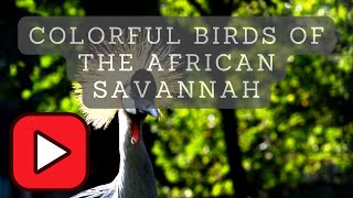 Colorful Birds of the African Savannah: A Visual Journey