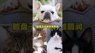 猫狗光吃不胖、掉毛多、泪痕重，可能是缺乏维生素的表现。 平时一定要多给毛孩子补充足够的维生素哦～#养狗经验分享 #科学养宠攻略 #萌宠好物#新手养狗 #新手养猫#貓#狗#寵物#可愛#日常#shorts