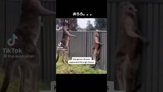 【爆笑】カンガルー対カンガルーが戦ったら意外な結末にww #ハプニング #funny #面白い #カンガルー #動物