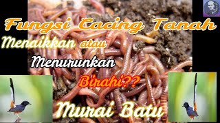 Fungsi cacing untuk murai batu. Menaikkan atau menurunkan birahi???