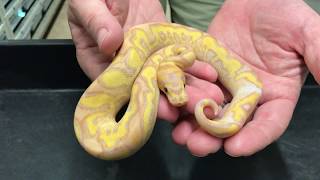 Ball Python Morphs #16 Clowns Part 3