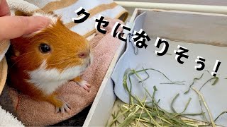 モルモットのお掃除グッズ✨これはクセになりそう！3コインズ商品Cleaning products for guinea pigs! You'll get addicted to using these