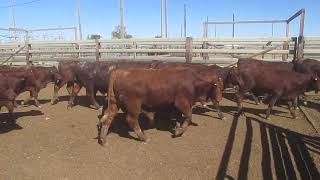 48 BENDIGO SANTA BULL WEANERS. HGP FREE - AV 256.7KG CURFEWED