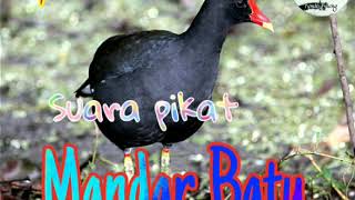 Suara pikat burung Mandar Batu MANTAP