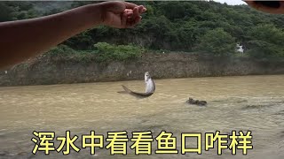 都说浑水石斑不开口，洪水中搭个窝试试看，没想到大餐条连杆