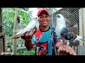 jajan dan tes burung merpati warna antik