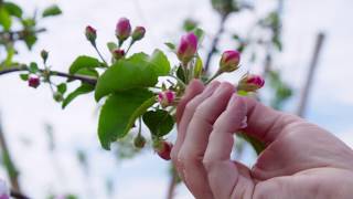 Honeybees Pollinate Apple Trees | Wenatchee, WA | Washington Grown