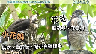 20240509 小花媽度咕、勤理巢、幫小白雞理毛，花爸趕夜鷺、守鳥餐【花家│鳳頭蒼鷹Crested Goshawk】