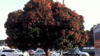 Eucalyptus ficifolia - Red Flowering Gum