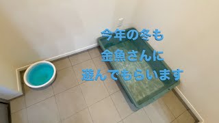 今年の冬も金魚さんに遊んでもらいます