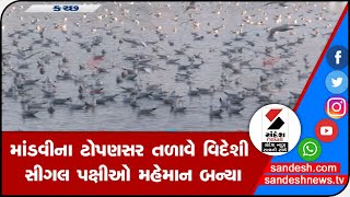 KUTCH: માંડવીના ટોપણસર તળાવે વિદેશી સીગલ પક્ષીઓ મહેમાન બન્યા || Sandesh News TV | Cyclone Tauktae