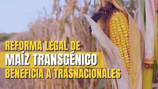 Reforma legal de maíz transgénico beneficia a trasnacionales (2)                #contralíneatv #news